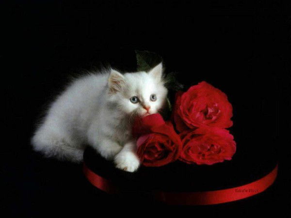 Жанна Татина