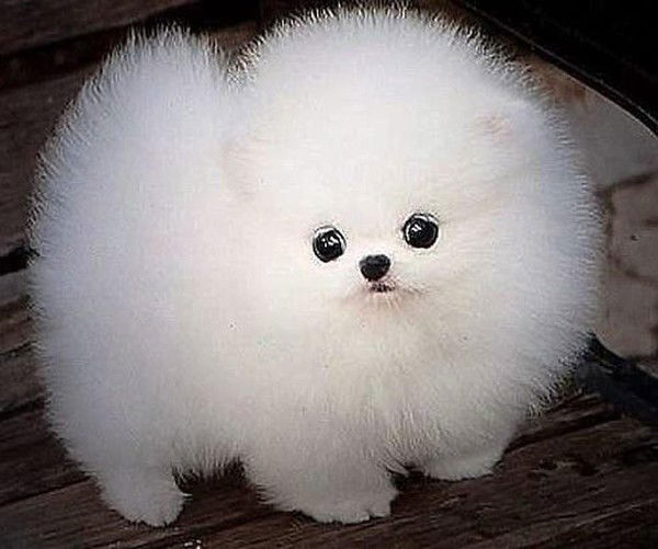 ***пушок*** Малой