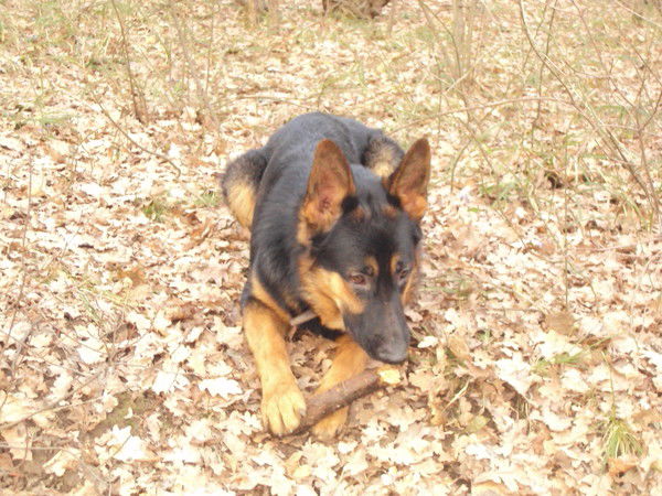 Юрий Рашевский