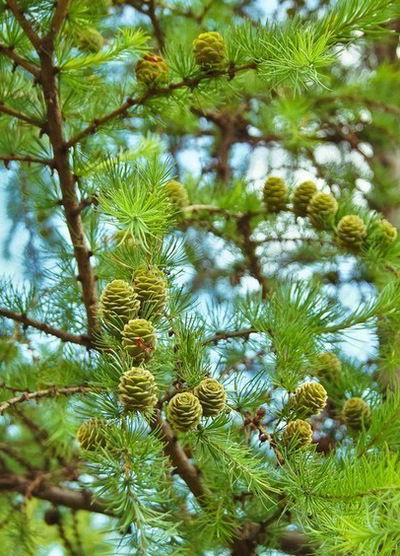 Надежда Беймурзинова