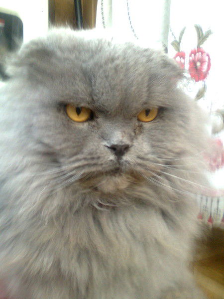 Виктор Миронов