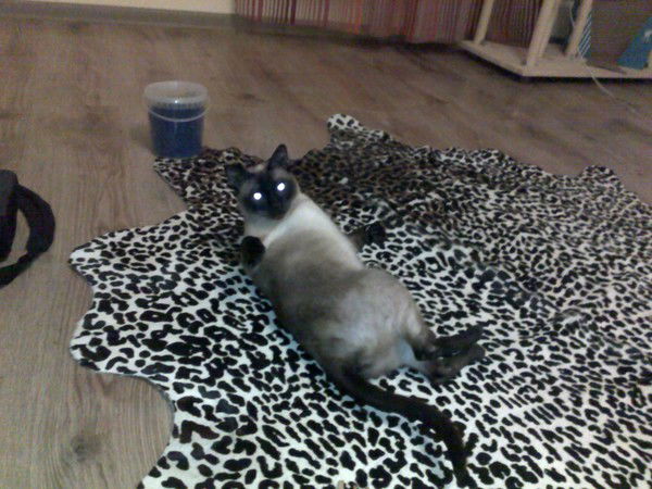 Павел Каминский