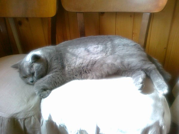 Кемал Текеев