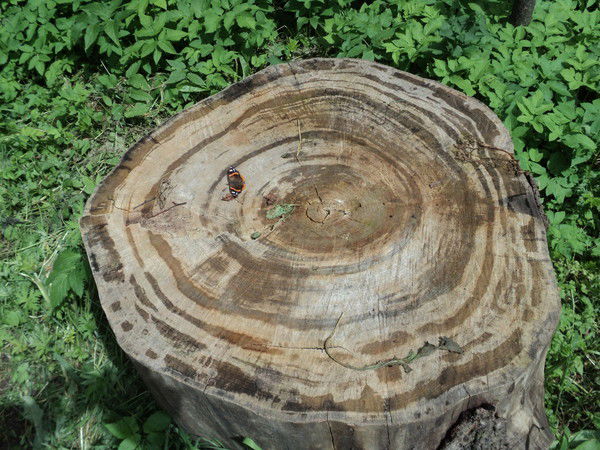 Кокос Орехович