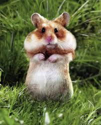 Dubrovina Irina Alekseevna Dubrovina