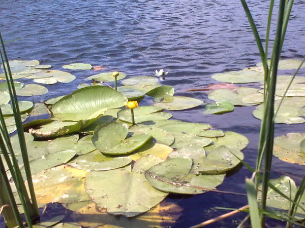 Хим. Лаб. Актцгм -