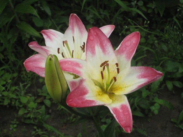 Ника Жигулева