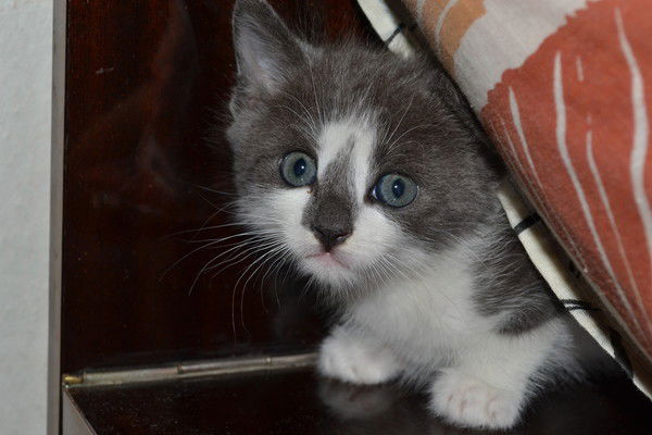 Валентина Шейка