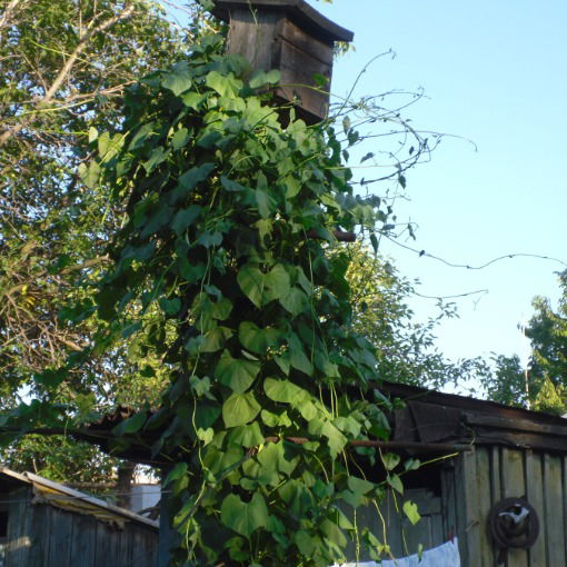 Георгий Чабанов