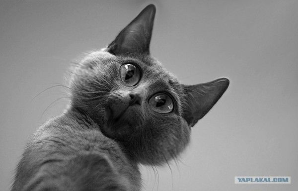 Александр Синиченко