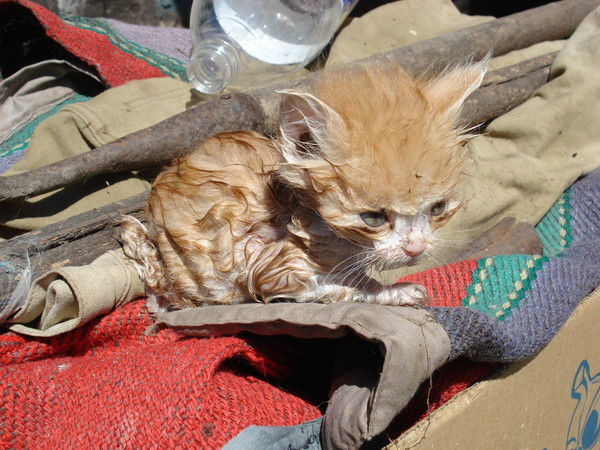 Сергей Применко