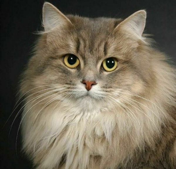 Василий Жуков