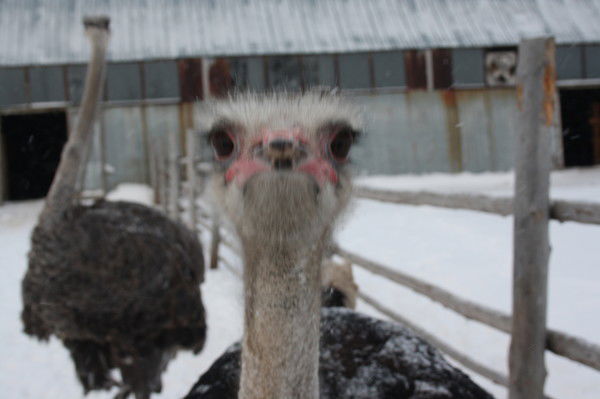 Марина Еремина