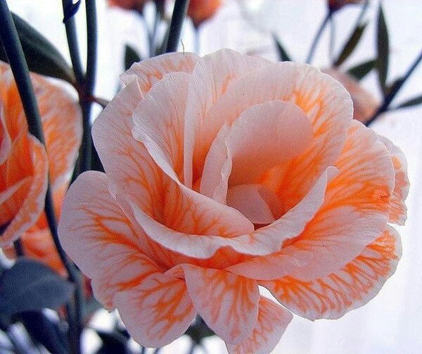 Наталия Егорова