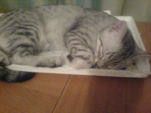 Катюшенька Тихомирова