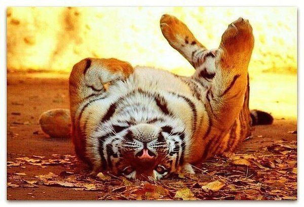 Ринат Сатыбалдиев