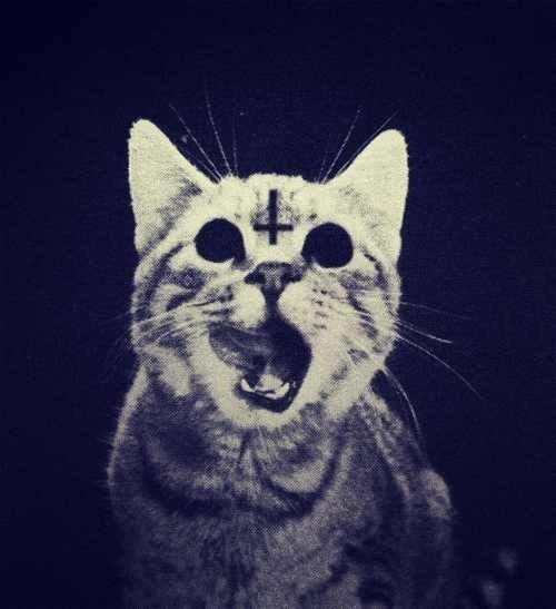 Кошак Бешаный