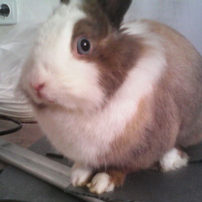 Дима Телашов