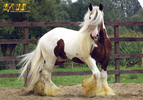 Аделина Николаева