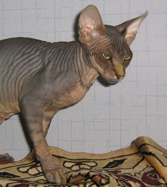 Дзмітрый Юр'евіч .