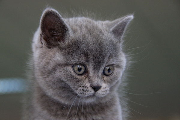 Анжелика Туницкая