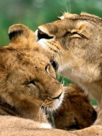 Татьяна Логинова