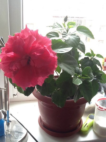 Оксана Савельева