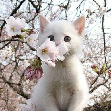 Алсу Хаммадова