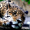 Владимир Федотов