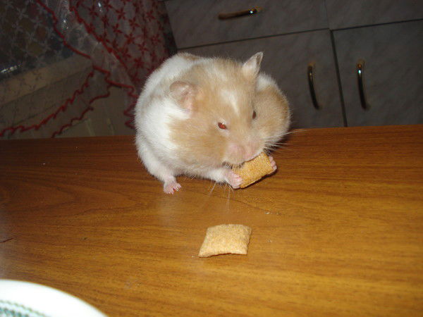 Владимир Баранцев