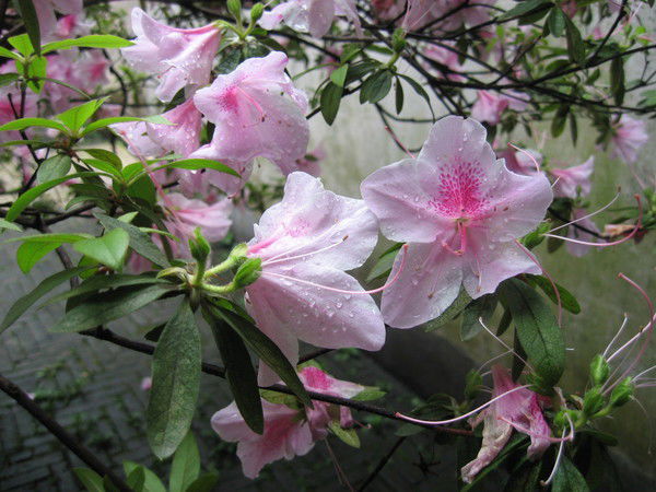 Наталья Скрипченко