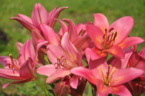 Юлия Баланина