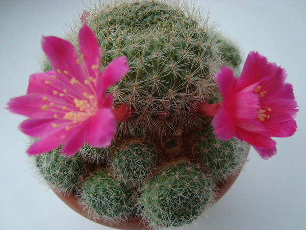 Виолетта Уварова