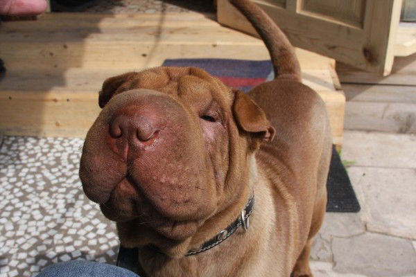 Александр Харченко