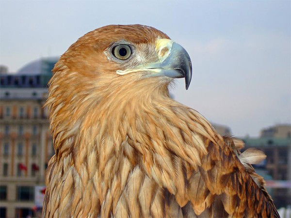 Владимир Шемякин