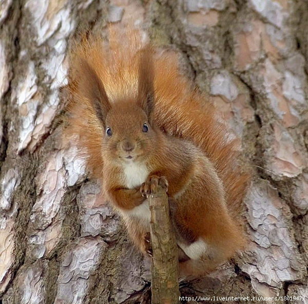 Элина Карлова