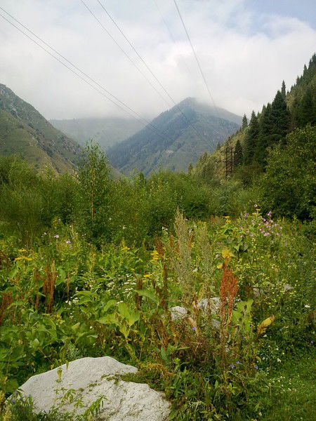 Диана Алибекова