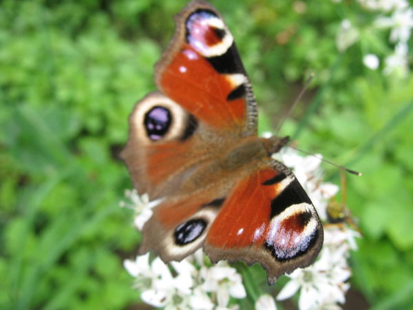 Ирина Голубева