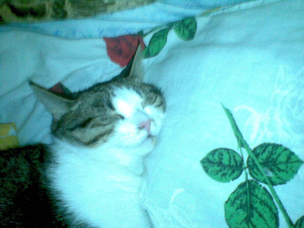 Ольга Пыжова