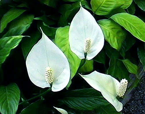 Жанат Оспанова