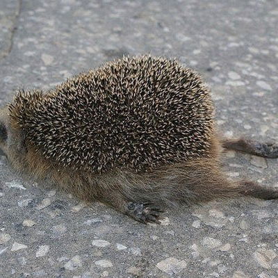 Екатерина Лапина