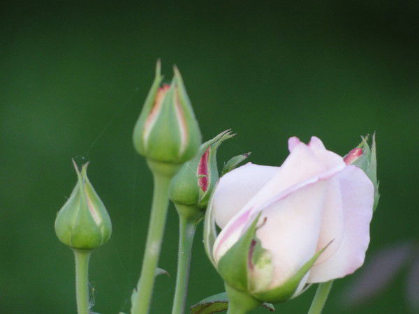 Евгений Фисков