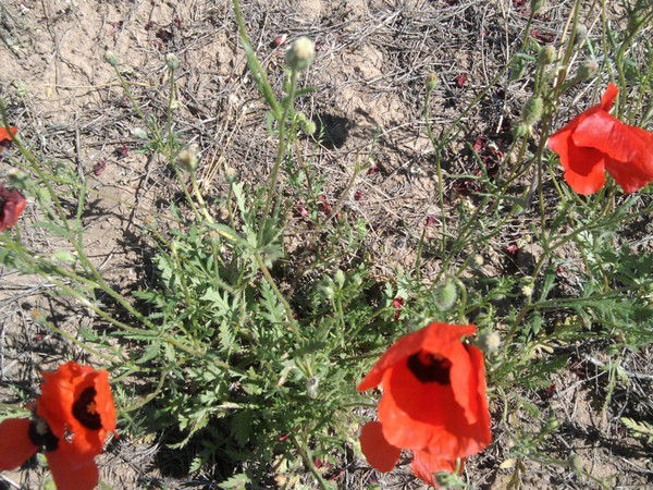 Айнура Даулетбакова