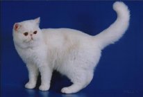 Майя Пчелкина