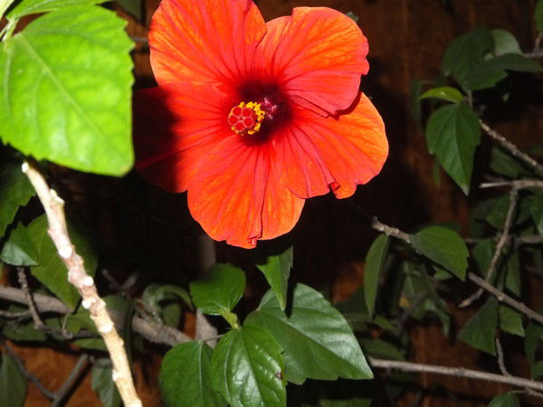 Александр Линников