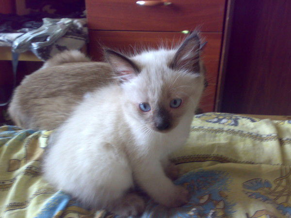 Лялька Климова