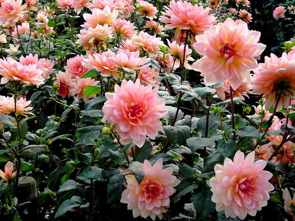 Татьяна Крицина