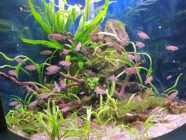 Андрей Короед