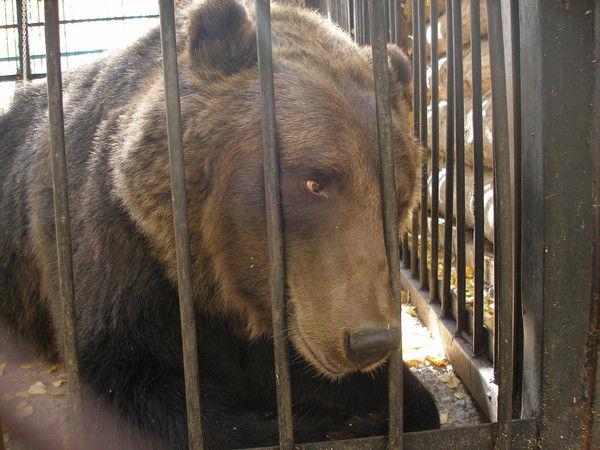 Александр Аверьянов