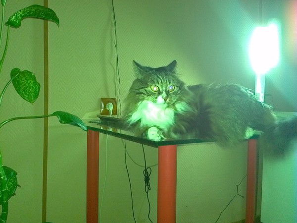 Мария Сазанова